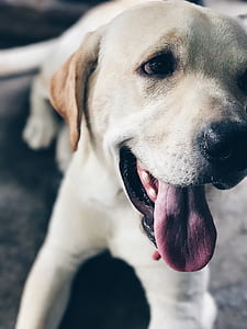 Closeup Photo of White Dog thumbnail