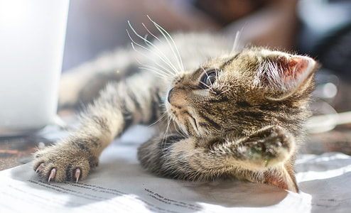 gray Tabby kitten thumbnail
