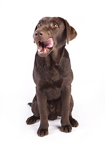 adult chocolate Labrador retriever on white background thumbnail