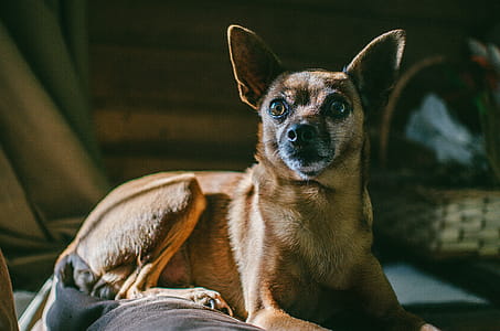 Short-coated Brown Dog Lying on Floor Inside Room thumbnail