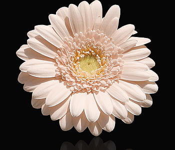 pink gerbera daisy thumbnail