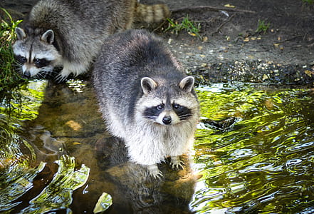 closeup photo of gray raccoon thumbnail