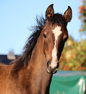 brown and white horse during day thumbnail