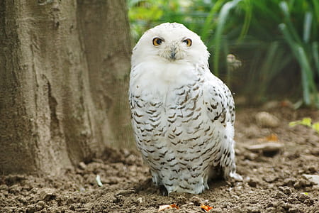 white and black owl at daytime thumbnail