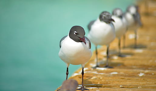 flock of Franklin's gulls thumbnail