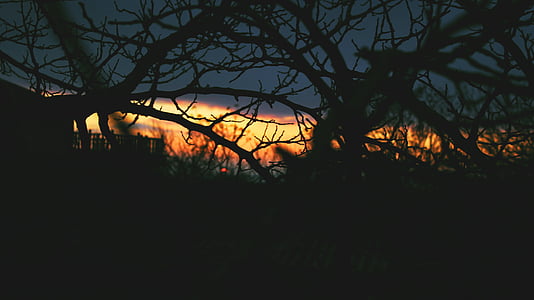 silhouette of withered trees during sunset thumbnail