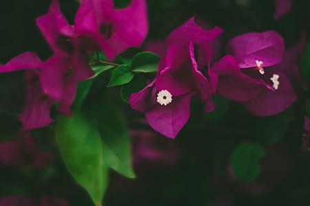 Close-Up Photography of Pink Bougainvillea thumbnail