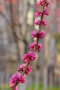 A String Of Purple Flowers, Redbud thumbnail