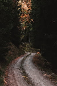 gray road in between trees thumbnail