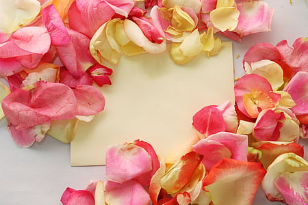 white and pink petals on white surface thumbnail