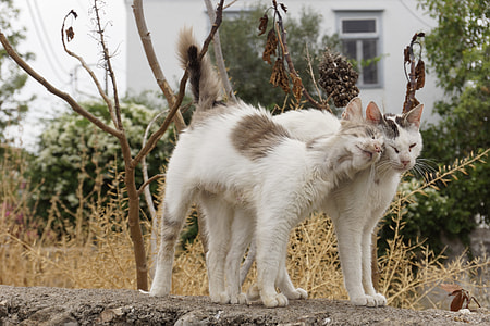 two white cats on grey fence near white house closeup photography thumbnail