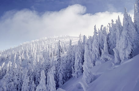 white snowy trees thumbnail