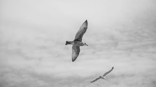 grayscale photography of two flight of birds thumbnail