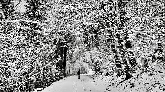 man walking under snow-covered trees thumbnail