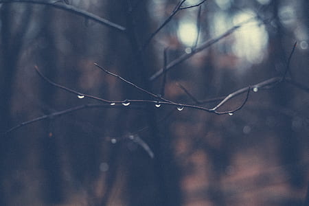 withered tree with water dew thumbnail