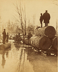 Lumbering Pines in the 1800s in Michigan thumbnail