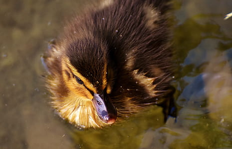 selective focus photo of brown duck on the water thumbnail