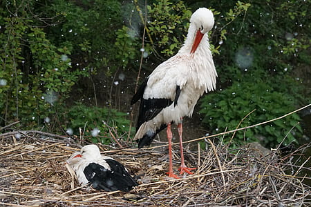 white bird thumbnail