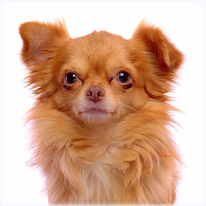 adult long-haired tan Chihuahua thumbnail