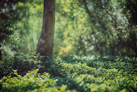 green plants under trees thumbnail