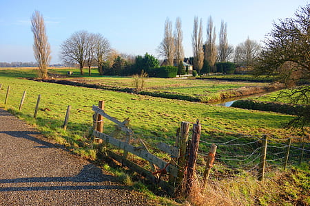 green grasses and trees thumbnail
