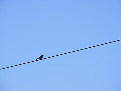 bird on wire during daytime thumbnail