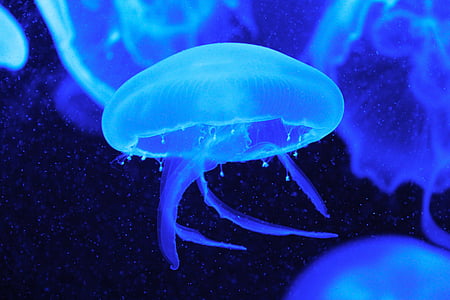 jelly fish thumbnail