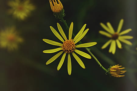 Yellow Petaled Flower thumbnail