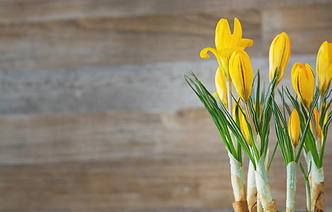closeup photography of yellow petaled flowers thumbnail