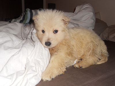 short-coated fawn puppy beside the white textile thumbnail