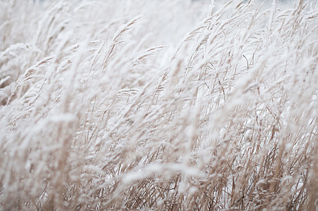 brown wheat field at daytime thumbnail