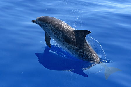 black dolphin on blue water thumbnail
