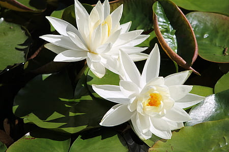 two white-and-yellow lotus flowers thumbnail