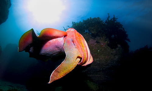 giant squid thumbnail