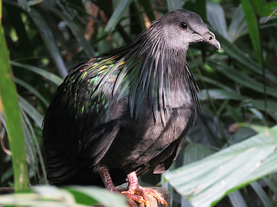shallow focus photography of black bird thumbnail