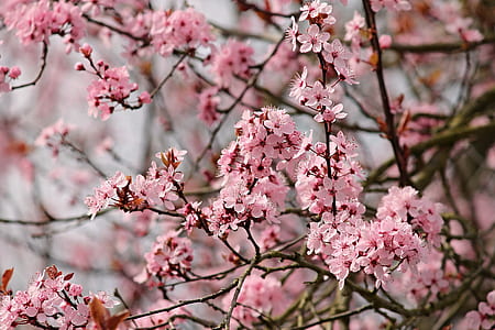 cherry blossom tree at daytime thumbnail