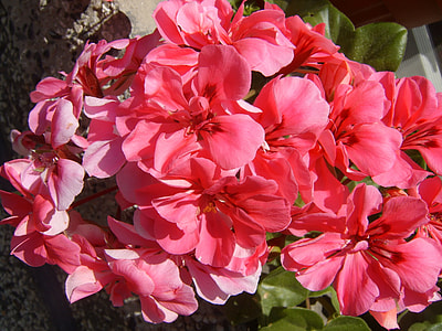 Pink Flower, Portulaca Grandiflora thumbnail