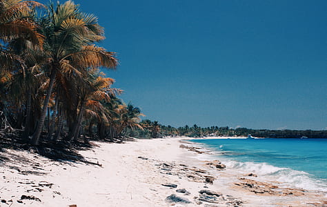 sea waves crashing to shore near coconut trees thumbnail
