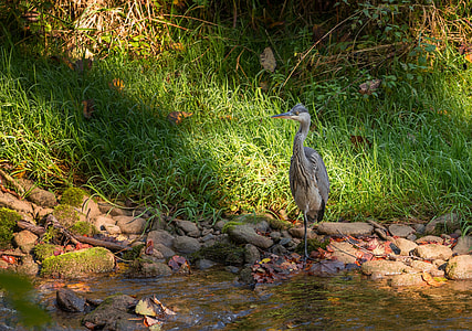 gray and white bird standing on rocks along body of water thumbnail