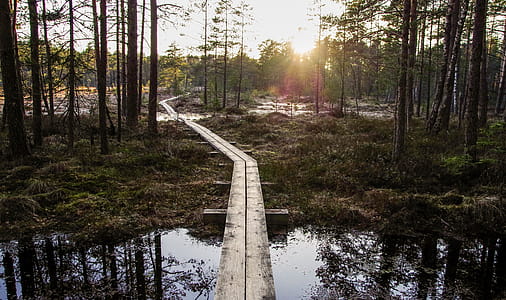 Photo of Boardwalk Between Forest Trees thumbnail