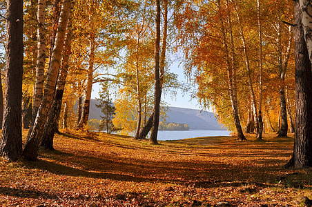 yellow and brown Autumn leaves facing beach thumbnail