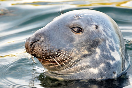 seal in water at daytime thumbnail