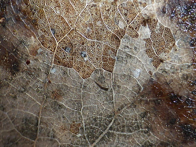 leaf, texture, natural, plant, environmental, macro thumbnail