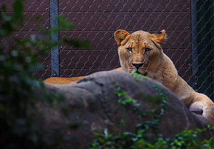 lioness lying on ground thumbnail