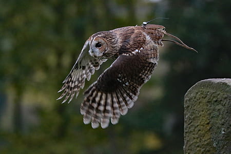 focus photo of brown and white owl thumbnail