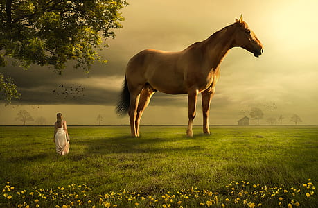 woman in front of horse on field thumbnail