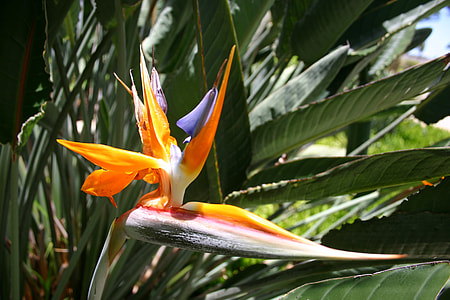 Bird Of Paradise Flower thumbnail