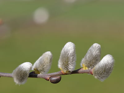 gray plant thumbnail