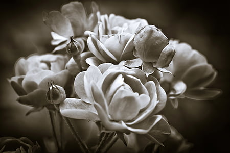 greyscale photo of flowers thumbnail