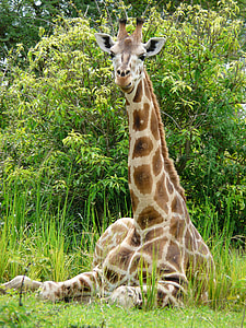Giraffe lying in green grass field thumbnail